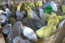 赤峰二手鳥籠市場(chǎng)電話地址查詢