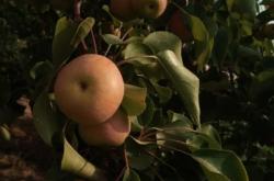 赤峰收購南果梨電話號碼是多少