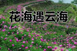 赤峰芍藥花海地址查詢電話號碼