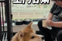 赤峰上門(mén)訓(xùn)犬電話(huà)多少號(hào)啊