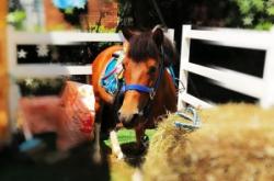 赤峰摩爾城馬術(shù)培訓(xùn)班電話號碼