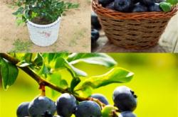 赤峰市葡萄苗售賣店電話號(hào)碼