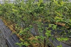 赤峰抗早肥廠家聯(lián)系電話號(hào)碼