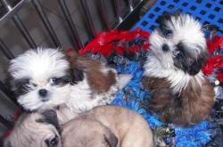 赤峰附近有狗場嗎電話號(hào)碼