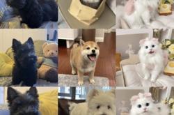 北京阿比西尼亞貓舍