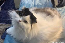 赤峰同裕胡同寵物店電話號碼