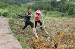 赤峰阿旗芍藥種植基地電話號碼