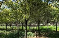 赤峰梧桐花冶煉廠電話號(hào)碼