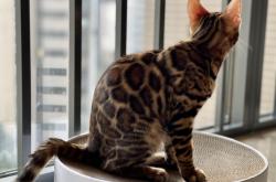 赤峰市貓咪出售電話號碼查詢