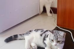 赤峰久久貓舍電話多少啊