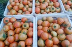 赤峰市水果供應(yīng)商電話號碼