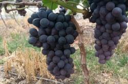 赤峰采摘葡萄園電話多少號(hào)