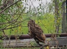 赤峰本地動(dòng)物救助站電話號(hào)碼