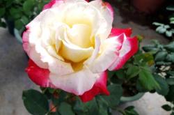 赤峰花圃市場地址查詢電話號碼