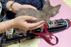 赤峰喵屋咖啡店地址電話號(hào)碼