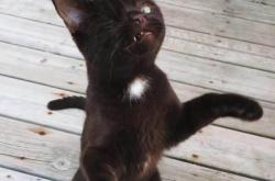 赤峰南山貓咪救助站電話號(hào)碼