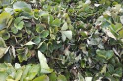 赤峰草梅種植園地址電話號碼