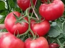 赤峰專用水溶肥廠家電話號(hào)碼