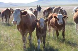 赤峰家禽屠宰場電話多少號