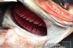 赤峰鮮活花鰱種植基地電話號碼