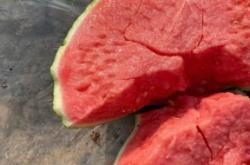 赤峰美都西瓜基地電話號碼