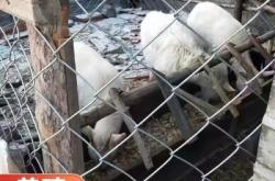 赤峰網(wǎng)圍欄廠家電話多少號(hào)