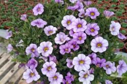 赤峰矮牽?；缗l(fā)電話地址