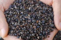 赤峰林西收購蕎麥電話是多少號