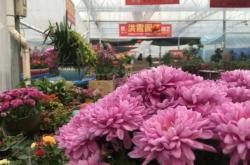 赤峰苗木花卉批發(fā)電話號(hào)碼