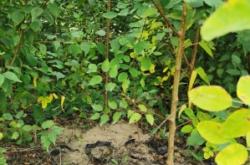 赤峰山桃杯苗種植基地電話號碼