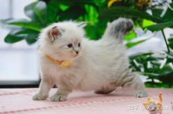 赤峰繁育貓舍地址電話號碼查詢