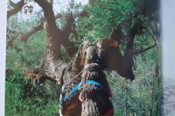 赤峰廢木回收電話多少號碼