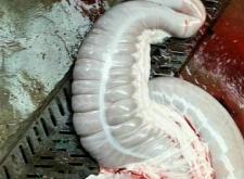 赤峰驢板腸批發(fā)廠家電話號碼