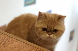 赤峰如意貓舍電話多少啊