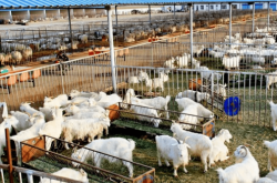 赤峰養(yǎng)羊補(bǔ)貼政策