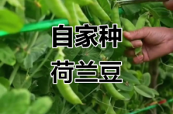 赤峰荷蘭豆種植基地電話號碼