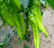 赤峰橋頭鎮(zhèn)水廠電話是多少號