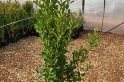 赤峰花皮打瓜種植基地電話(huà)號(hào)碼