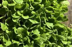 赤峰小董種苗廠電話多少號