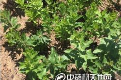 赤峰昂貴藥材種植基地電話號(hào)碼