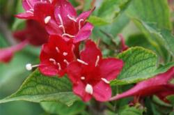 赤峰九角楓苗供應(yīng)電話號(hào)碼