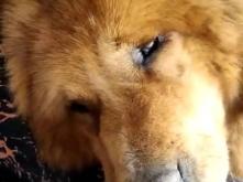 赤峰動(dòng)物救助站聯(lián)系電話號(hào)碼