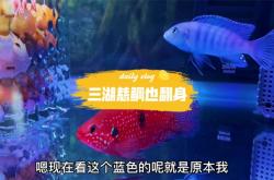 赤峰魚市慈鯛養(yǎng)殖基地電話號(hào)碼