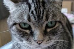 赤峰尋找虎斑貓電話多少號