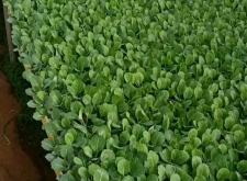 赤峰甘藍(lán)育苗基地電話多少號(hào)