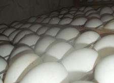 赤峰賣半大鵝苗電話號(hào)碼多少