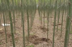 赤峰市柳樹苗圃地址電話號(hào)碼