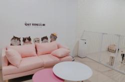 赤峰初心寵物店電話號碼查詢