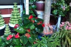 赤峰海盛鮮花店電話多少號