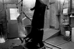 赤峰屠宰場(chǎng)殺豬電話號(hào)碼是多少